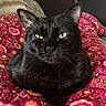 black_cat, cat, pet, animal, indoor, blanket, floral_pattern, cozy, feline, resting, closeup, cute, domestic_cat, whiskers, fur, eyes, relaxed, portrait, comfort, soft_fabric