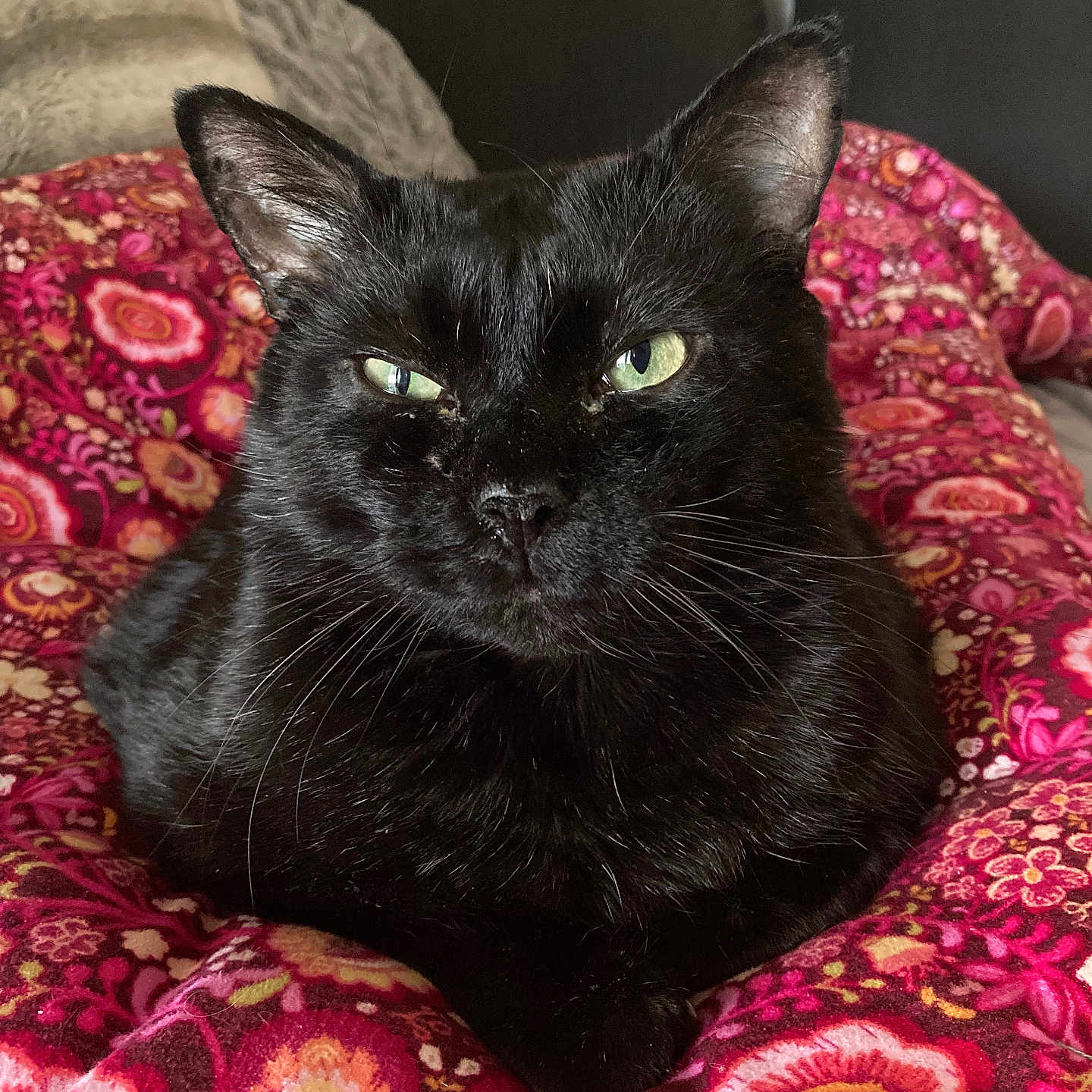 Starry joined the competition — help win amazing prizes! black_cat, cat, pet, animal, indoor, blanket, floral_pattern, cozy, feline, resting, closeup, cute, domestic_cat, whiskers, fur, eyes, relaxed, portrait, comfort, soft_fabric