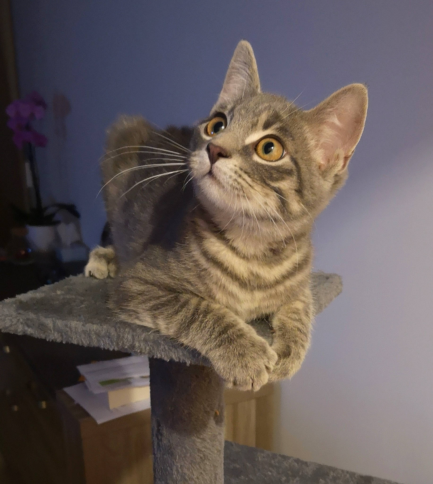 Paco