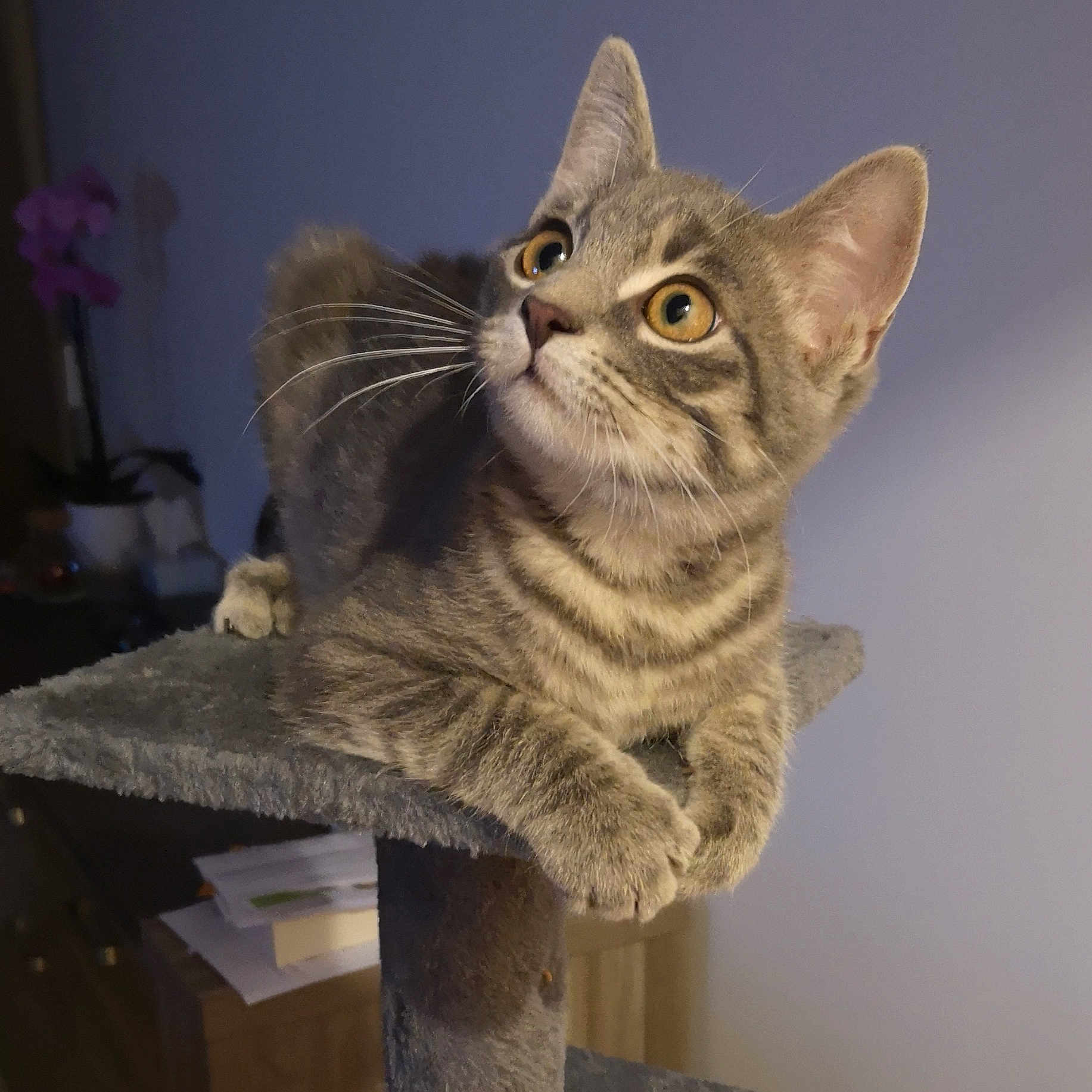 Paco