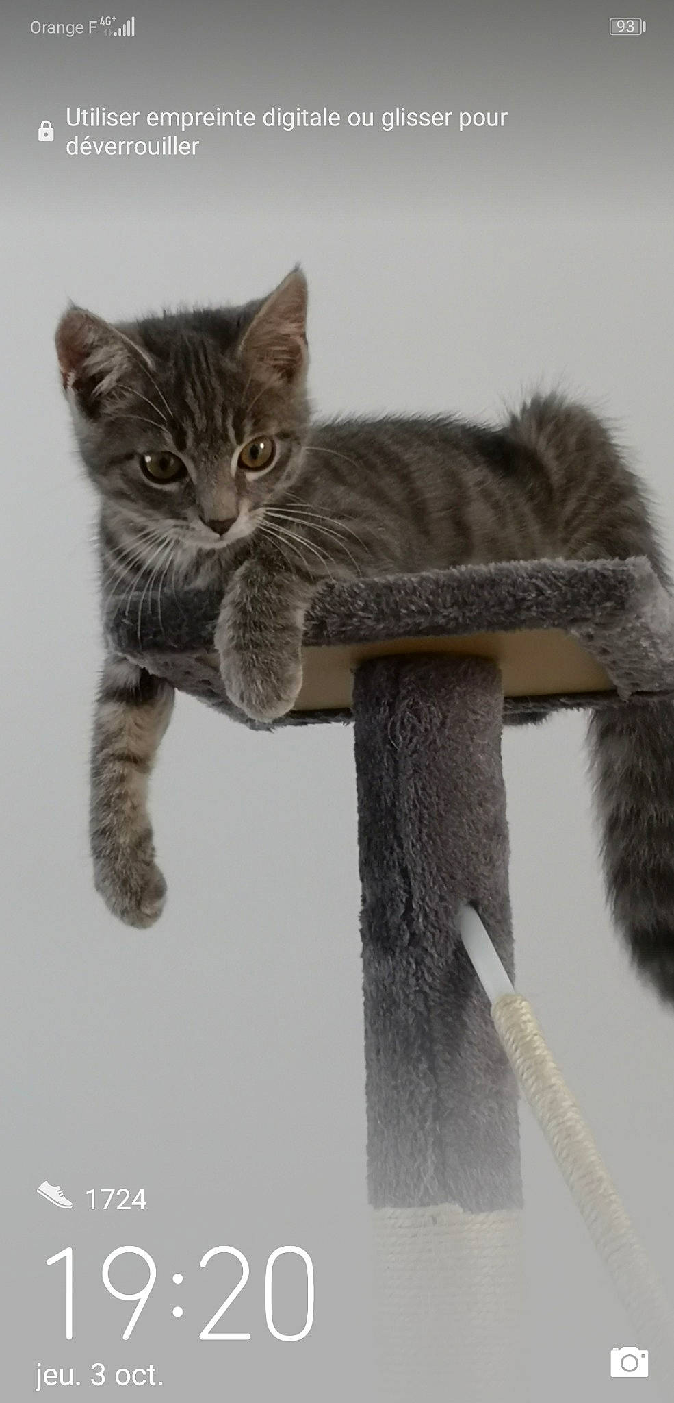 Paco a rejoint le concours — aidez-le/la à gagner de superbes lots ! asian, british_longhair, british_semi_longhair, british_shorthair, carnivore, cat, chartreux, domestic_short_haired_cat, felidae, fur, kitten, pixie_bob, small_to_medium_sized_cats, tail, whiskers
