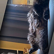 Titou participe au concours pour gagner de l'argent avec cette photo : cat, black_cat, fluffy, couch, indoor, living_room, stuffed_toy, eevee, painting, art, furniture, relaxing, pet, cozy, portrait, animal, home_decor, soft_lighting, feline, resting