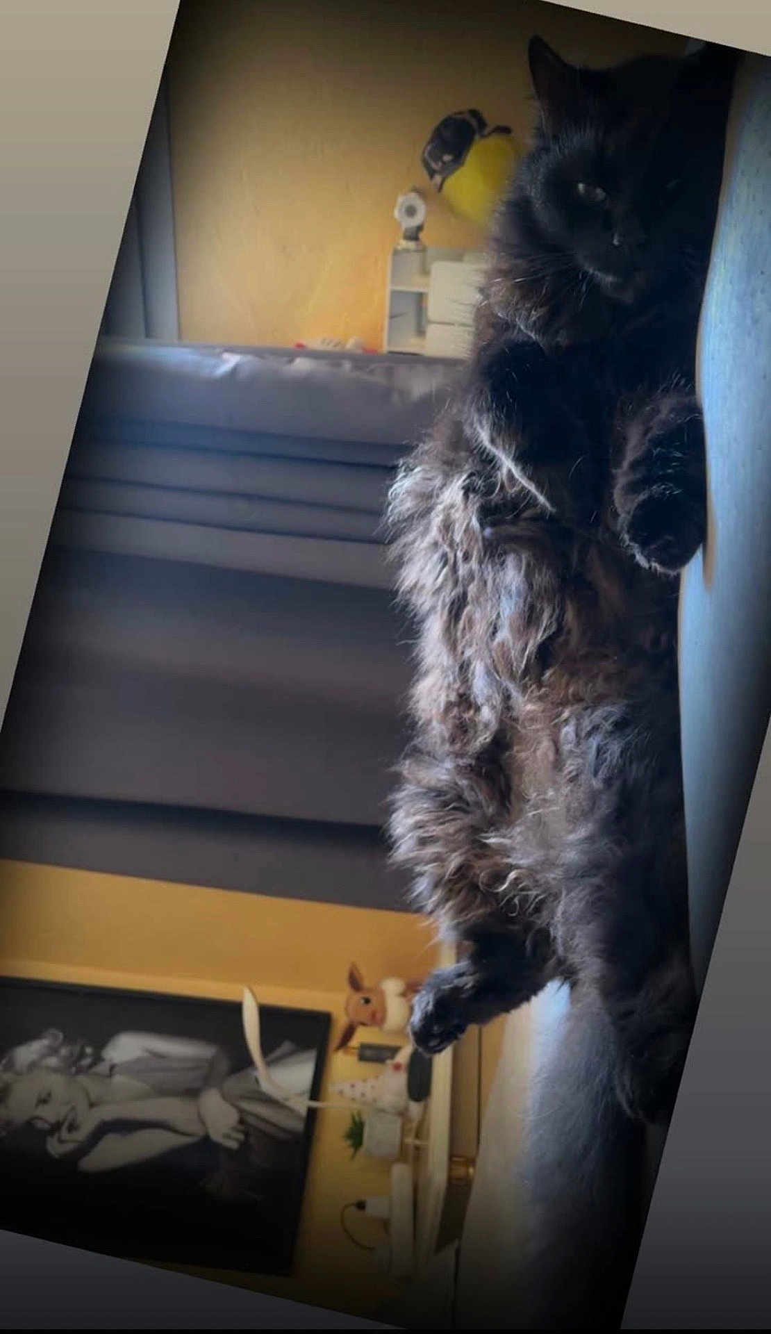 Titou participe au concours pour gagner de l'argent avec cette photo : cat, black_cat, fluffy, couch, indoor, living_room, stuffed_toy, eevee, painting, art, furniture, relaxing, pet, cozy, portrait, animal, home_decor, soft_lighting, feline, resting