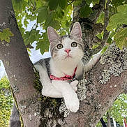 Aqua participe au concours pour gagner de l'argent avec cette photo : cat, kitten, tree, leaves, outdoor, nature, animal, pet, feline, curious, collar, young_cat, closeup, branch, greenery, moss, daylight, whiskers, alert, fur