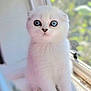 kitten, cat, white_fur, blue_eyes, sitting, windowsill, indoor, pet, young_cat, curious, soft_light, closeup, animal, feline, cute, fluffy, portrait, domestic_cat, whiskers, natural_light