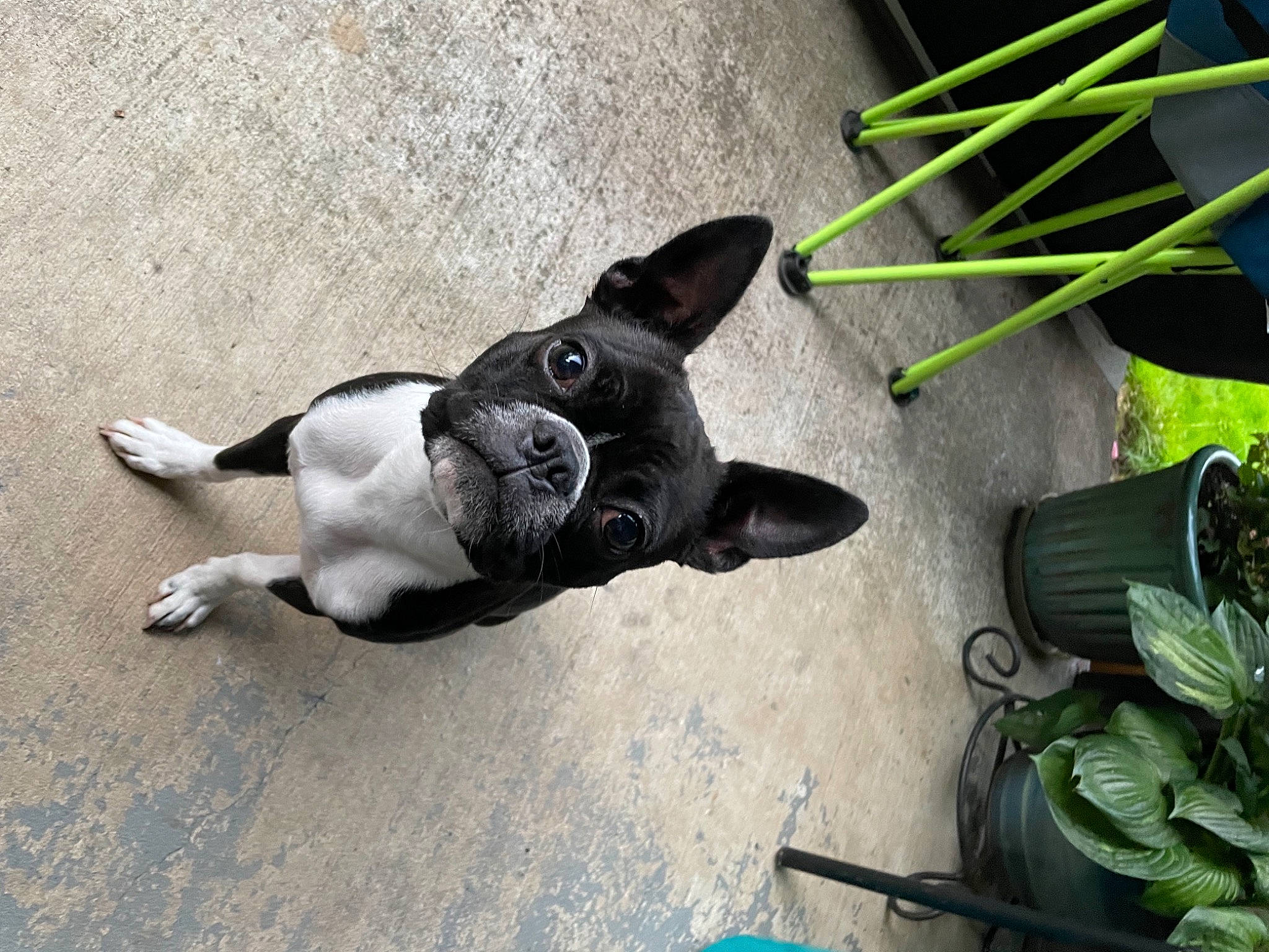 Georgia joined the competition — help win amazing prizes! boston_terrier, canidae, carnivore, companion_dog, dog, dog_breed, dog_collar, fawn, grass, herb, houseplant, leash, paw, plant, shadow, sporting_group, tail, terrestrial_plant, toy_dog, working_animal