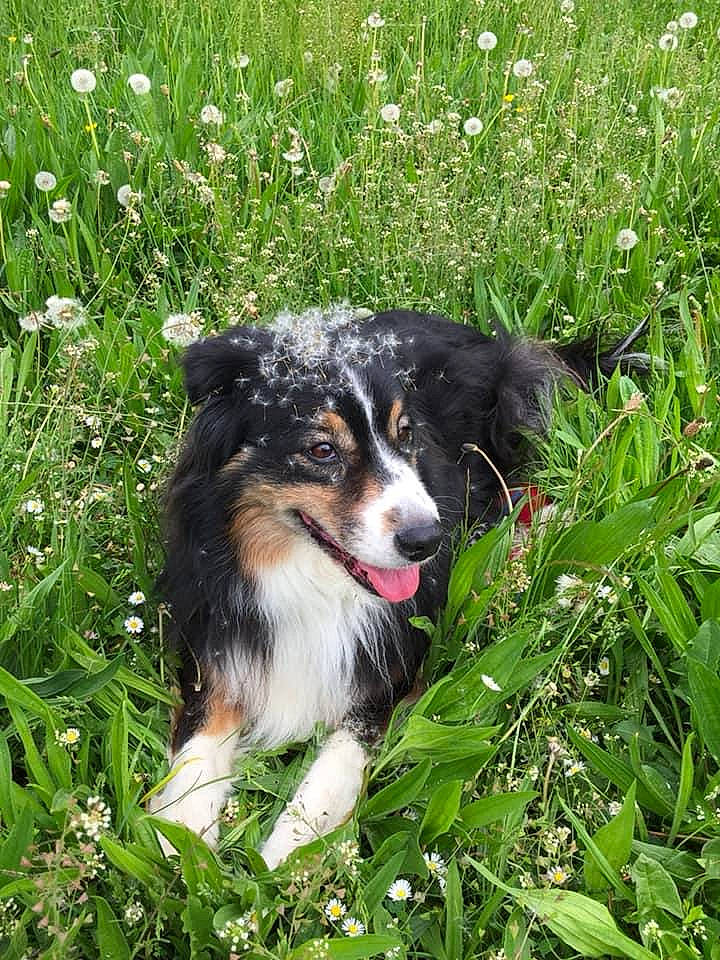Galaxie a rejoint le concours — aidez-le/la à gagner de superbes lots ! australian_collie, australian_shepherd, border_collie, canidae, carnivore, companion_dog, dog, dog_breed, english_shepherd, grass, herding_dog, mammal, miniature_australian_shepherd, plant, rare_breed_dog, scotch_collie, shetland_sheepdog, sporting_group, vertebrate, welsh_sheepdog