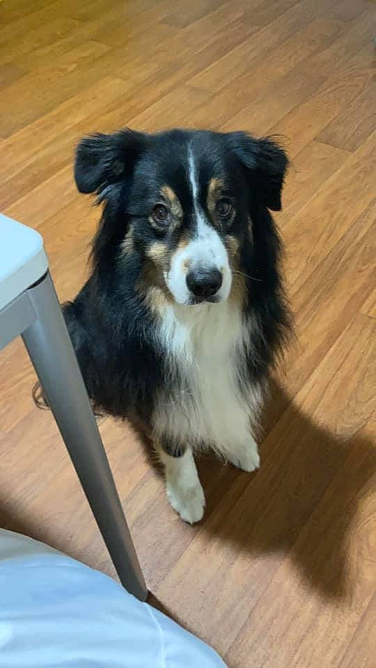 Galaxie participe au concours pour gagner de l'argent avec cette photo : australian_collie, australian_shepherd, canidae, carnivore, companion_dog, dog, dog_breed, flooring, fur, hardwood, herding_dog, snout, sporting_group, toy_dog, whiskers, wood, wood_flooring, wood_stain, working_animal, working_dog