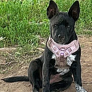 Bella joined the competition — help win amazing prizes! dog, black_dog, sitting, outdoor, yard, garden, grass, dirt, harness, pink_harness, rope_toy, pet, animal, pointed_ears, short_hair, white_chest, front_view, alert, portrait, daylight