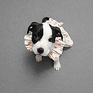 Alita joined the competition — help win amazing prizes! puppy, dog, black_and_white, costume, cute, animal, pet, portrait, looking_up, adorable, small, floral_pattern, clothing, studio, gray_background, young, domestic_animal, fur, ears, nose