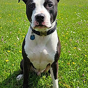 Tank is registered to the contest to win money with this photo: black_and_white, clouds, collar, dog, dog_tag, ears, eyes, field, front_paws, grass, greenery, nature, nose, outdoors, pit_bull, portrait, short_coat, sitting, sunny, wildflowers