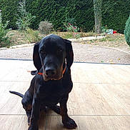 Aiko participe au concours pour gagner de l'argent avec cette photo : animal, black_dog, canine, collar, companion, cute, daylight, dog, garden, greenery, hedge, nature, outdoor, pet, plants, puppy, sitting, tree, wooden_floor, young_dog