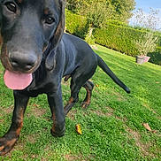 Aiko a rejoint le concours — aidez-le/la à gagner de superbes lots ! dog, black_dog, tongue_out, grass, garden, greenery, outdoor, pet, canine, playful, close_up, nature, tree, leaf, plant, yard, sunny, animal, happy, mammal