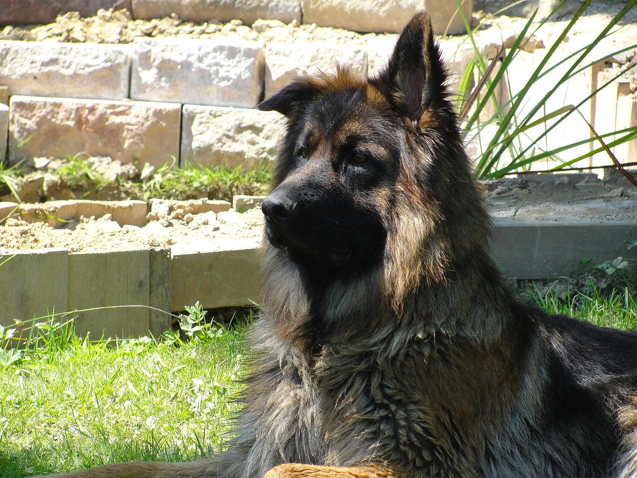 Filou