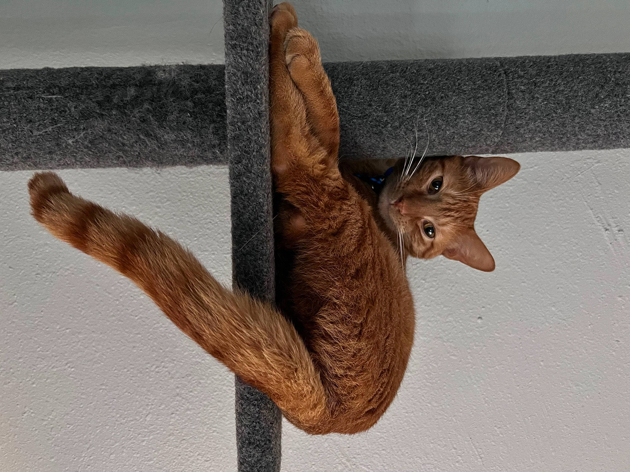 Prince joined the competition — help win amazing prizes! art, artifact, eye, fawn, felidae, gesture, head, human_body, plant, sculpture, small_to_medium_sized_cats, snout, statue, tail, tree, trunk, twig, whiskers, window, wood