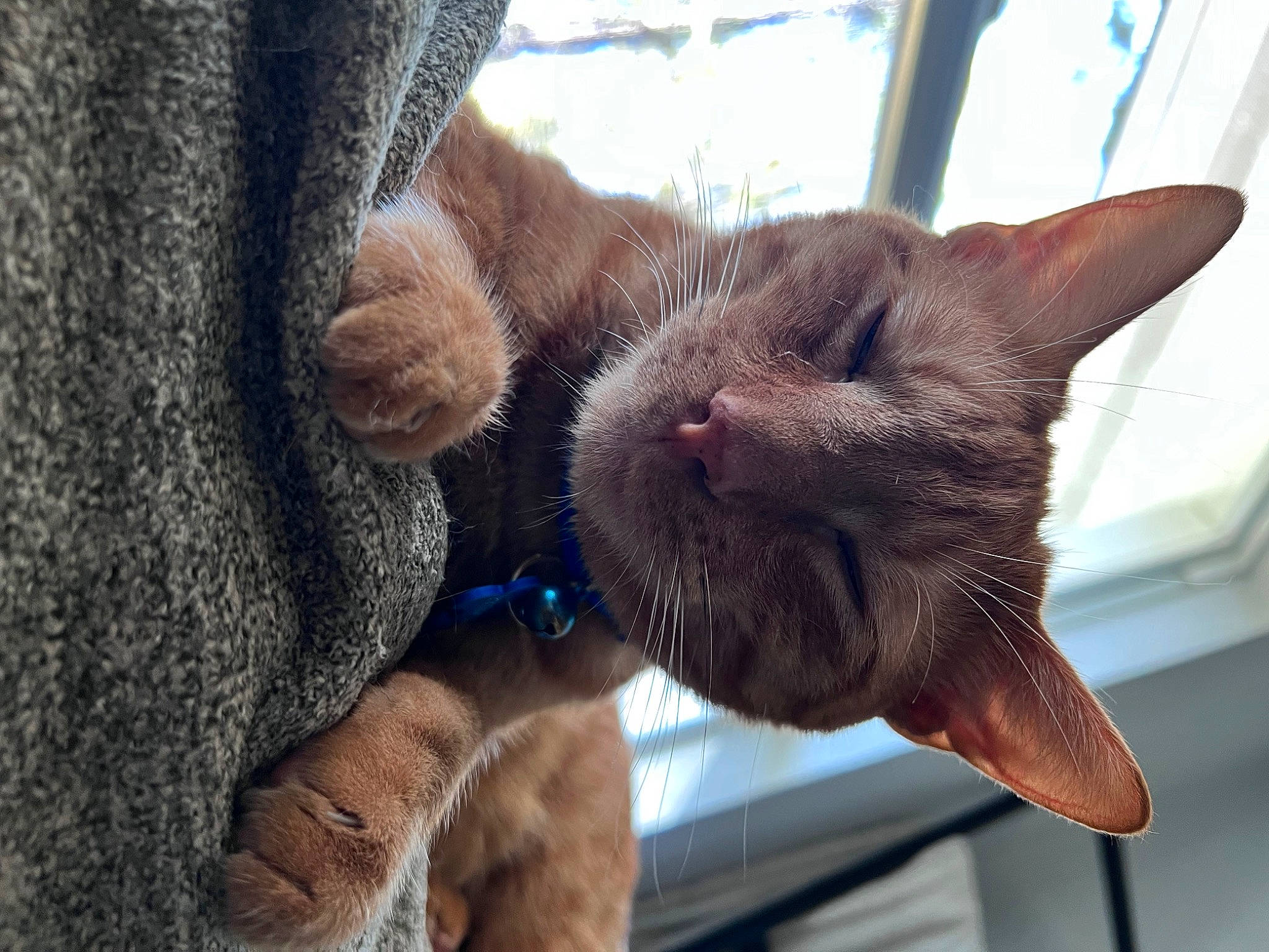 Prince is registered to the contest to win money with this photo: carnivore, cat, claw, collar, domestic_short_haired_cat, ear, electric_blue, fawn, felidae, fur, gesture, nap, paw, russian_blue, small_to_medium_sized_cats, snout, tail, vertebrate, whiskers, window