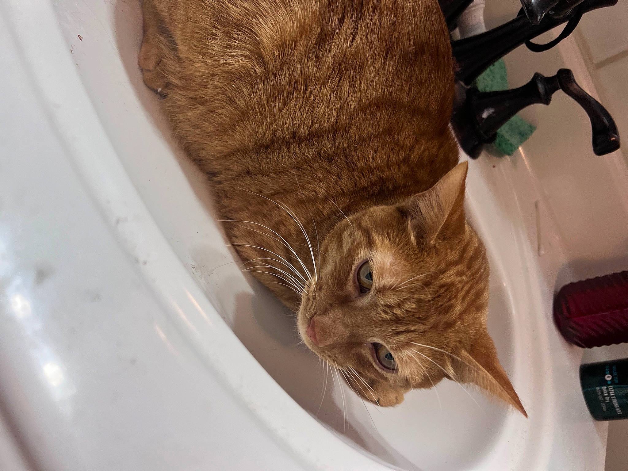 Prince is registered to the contest to win money with this photo: carnivore, cat, claw, comfort, domestic_short_haired_cat, ear, eye, fawn, felidae, fur, hat, plant, small_to_medium_sized_cats, snout, tail, terrestrial_animal, tree, whiskers, window, wood