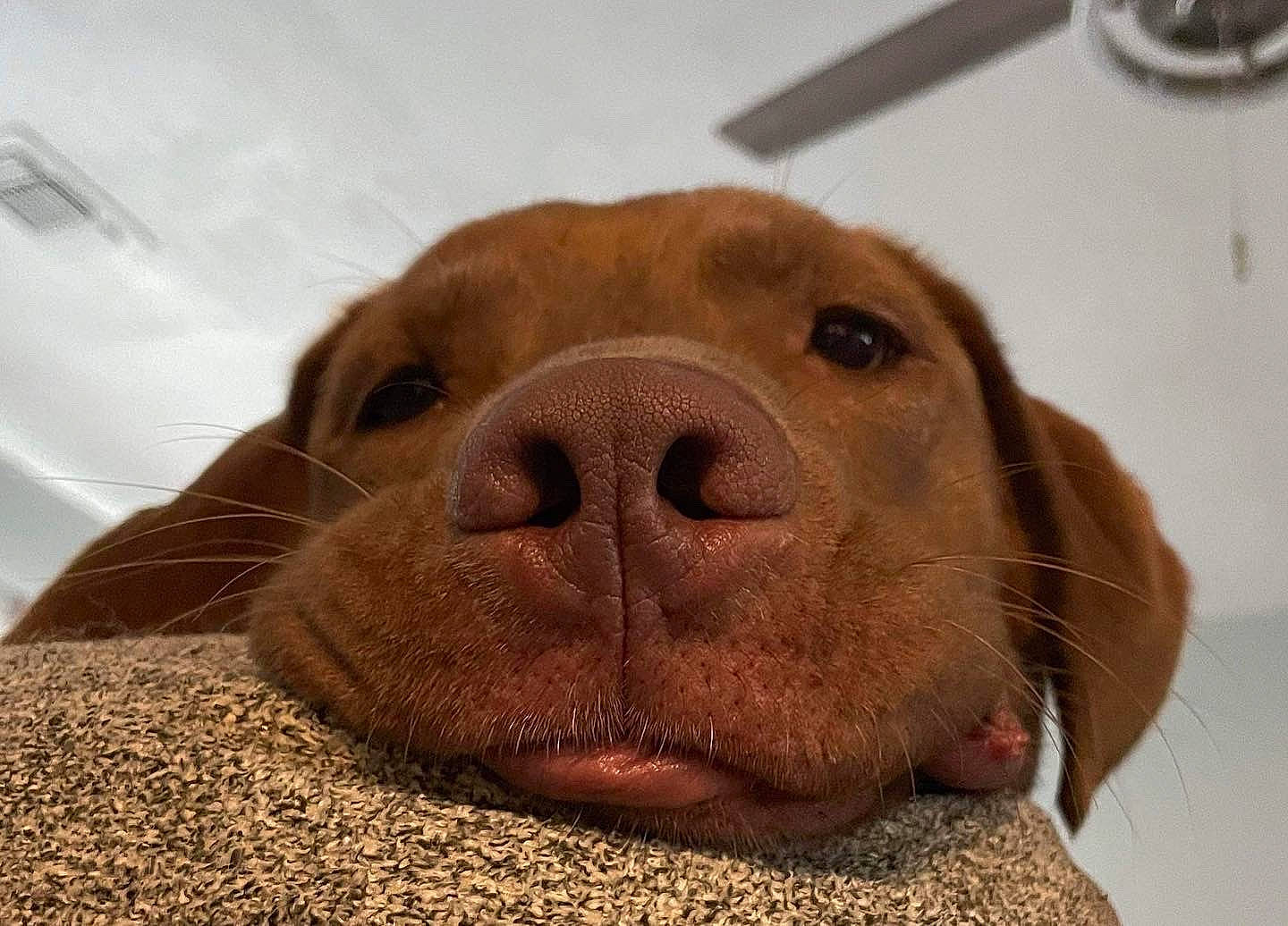 Cash is registered to the contest to win money with this photo: canidae, carnivore, comfort, companion_dog, dog, dog_breed, ear, fawn, fur, gun_dog, liver, pet_supply, pointing_breed, retriever, snout, sporting_group, terrestrial_animal, whiskers, working_animal, wrinkle