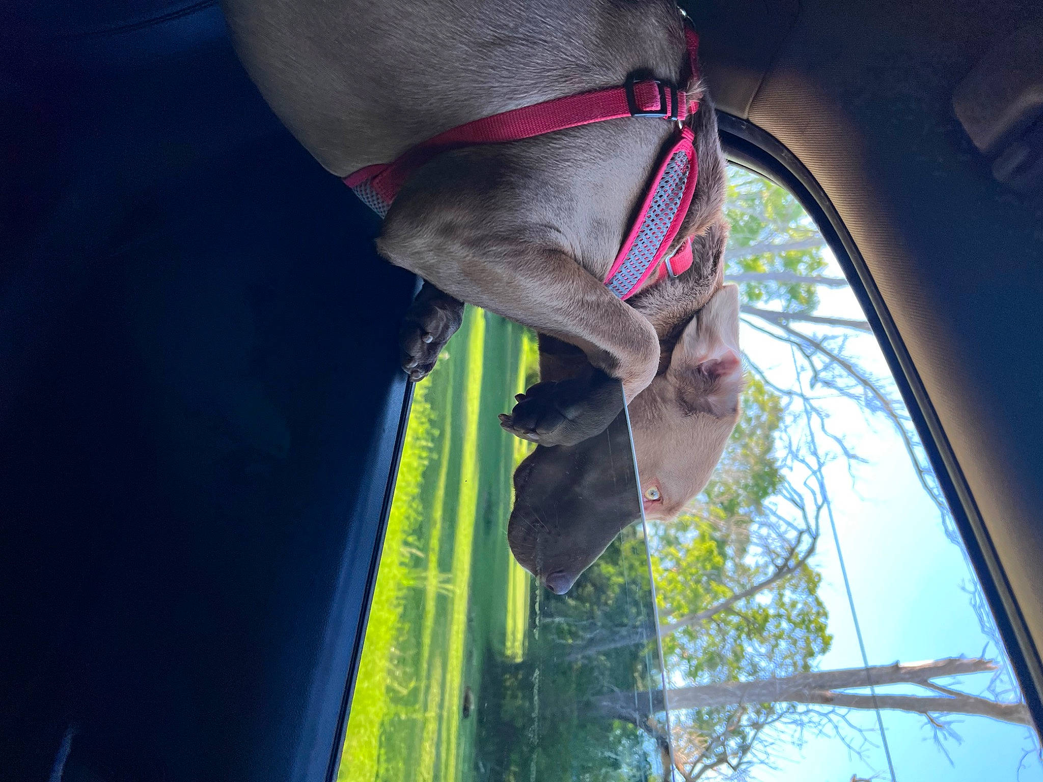 Cash is registered to the contest to win money with this photo: automotive_window_part, daytime, electric_blue, eye, fashion_accessory, glass, grass, hand, human_body, plant, sky, snout, sunglasses, tints_and_shades, tree, vehicle_door, vertebrate, wildlife, window, wood