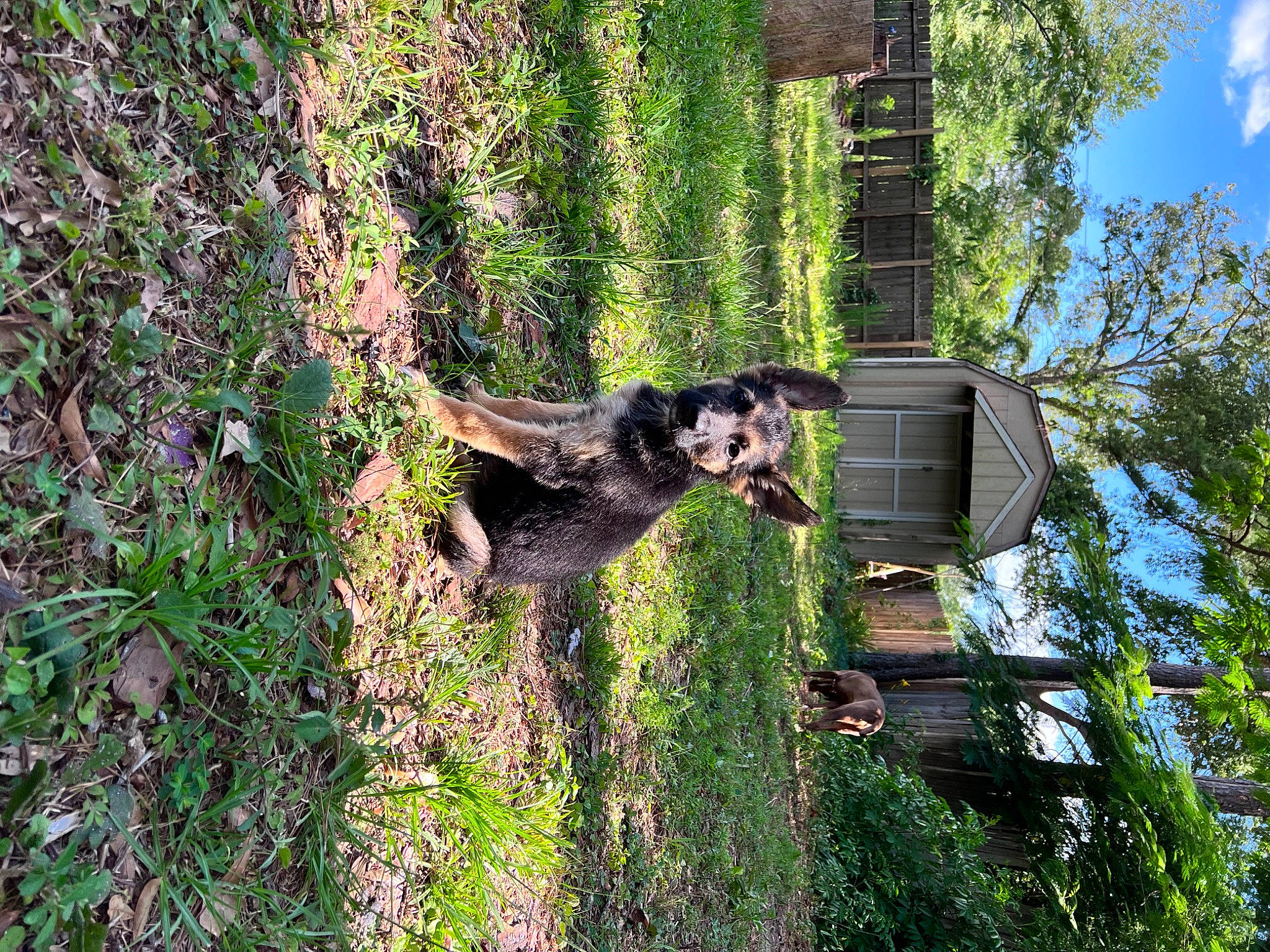 Lola is registered to the contest to win money with this photo: building, carnivore, cloud, dog, dog_breed, forest, grass, groundcover, house, landscape, plant, shrub, sky, sporting_group, tree, trunk, vegetation, wildlife, window, wood