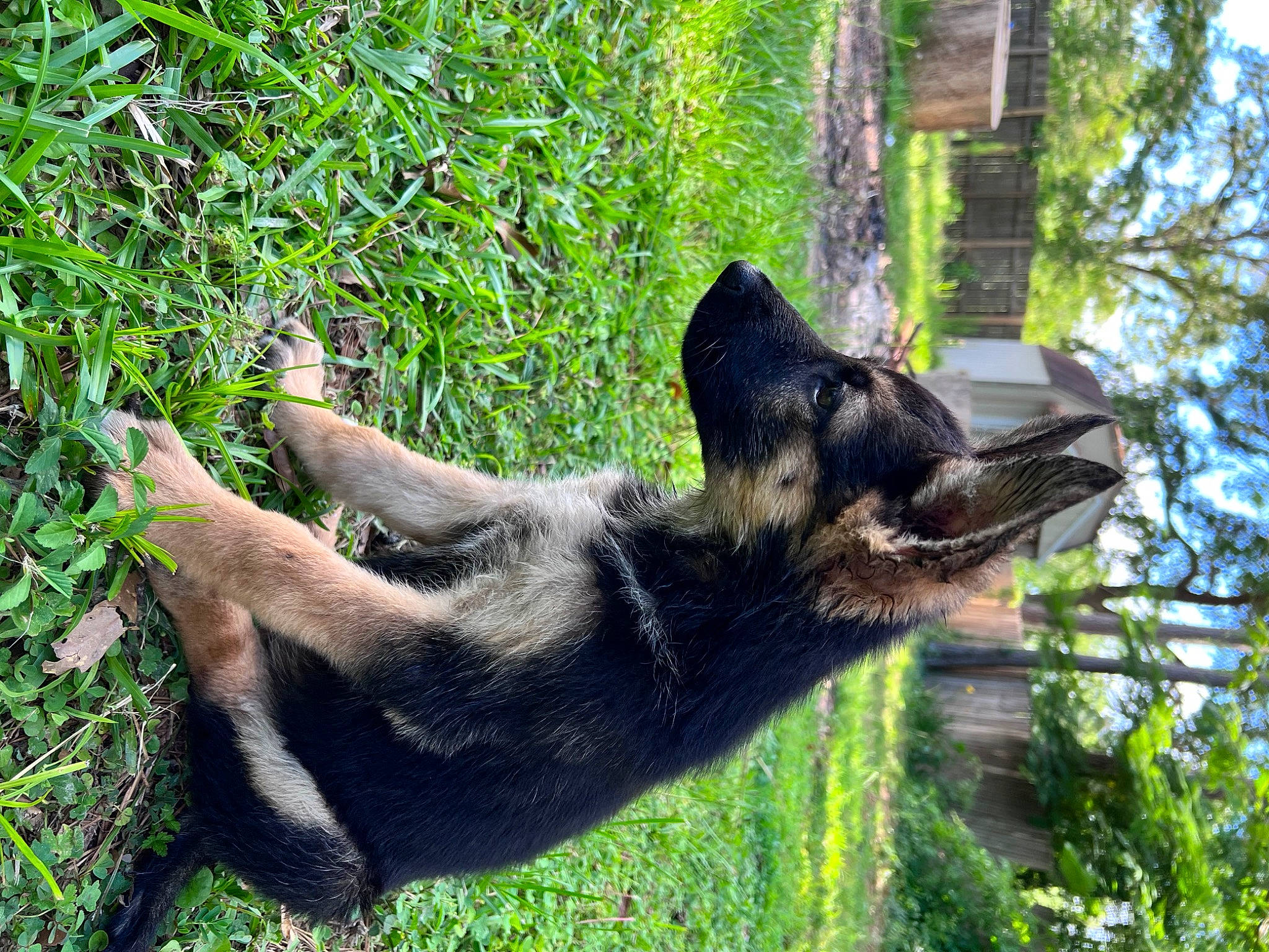 Lola is registered to the contest to win money with this photo: canidae, carnivore, dog, dog_breed, fawn, german_shepherd_dog, grass, guard_dog, herding_dog, jaw, plant, snout, sporting_group, tail, terrestrial_animal, tree, trunk, wildlife, working_animal, working_dog