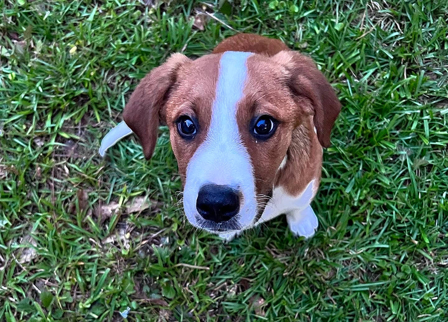 Junior is registered to the contest to win money with this photo: canidae, carnivore, collar, companion_dog, dog, dog_breed, fawn, grass, groundcover, hound, hunting_dog, liver, plant, snout, sporting_group, terrestrial_animal, whiskers, working_animal