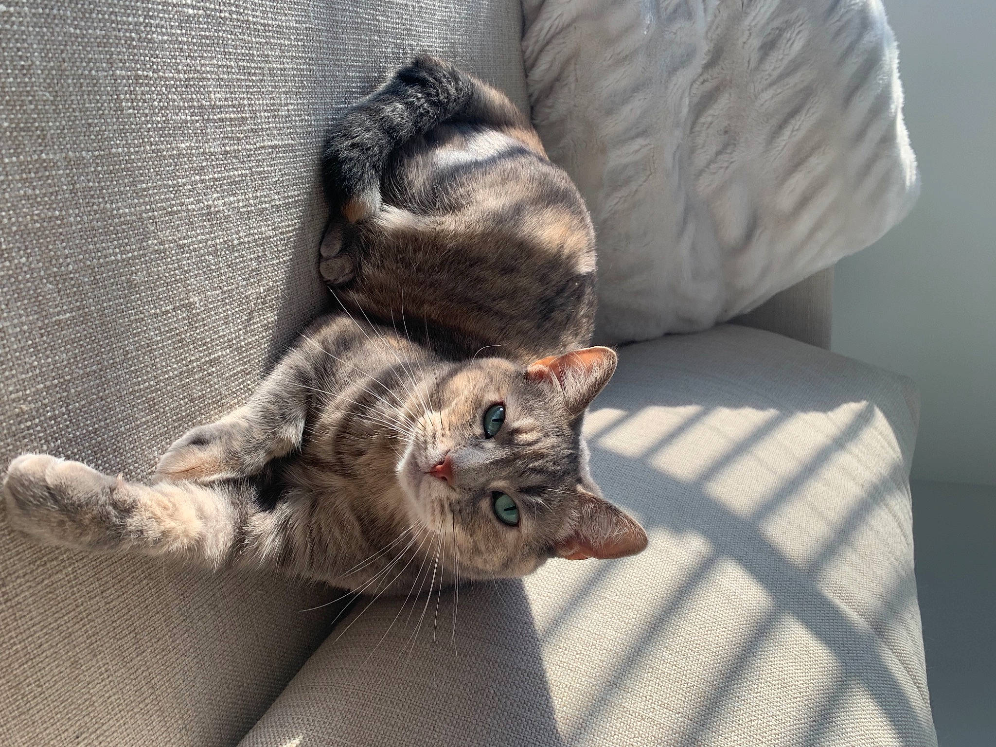 Fig is registered to the contest to win money with this photo: carnivore, cat, claw, comfort, couch, domestic_short_haired_cat, felidae, foot, fur, gesture, grey, nap, paw, sitting, small_to_medium_sized_cats, tail, whiskers, window