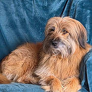 Leff participe au concours pour gagner de l'argent avec cette photo : animal, brown, canine, chair, companion, cozy, cute, dog, domestic, fluffy, friendly, fur, furniture, golden, indoor, mammal, pet, portrait, relaxed, resting