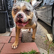 Enzo joined the competition — help win amazing prizes! dog, canine, pet, outdoor, sidewalk, brick, car, animal, walking, closeup, face, fur, snout, grass, paw, tail, daylight, background, nature, friendly