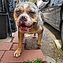 dog, canine, pet, outdoor, sidewalk, brick, car, animal, walking, closeup, face, fur, snout, grass, paw, tail, daylight, background, nature, friendly