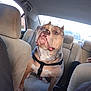accessories, adult, animal, baby, bulldog, canine, car, chair, cushion, dog, frenchbulldog, furniture, homedecor, male, man, person, pet, pitbull, transportation, vehicle