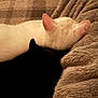 cat, cats, white_cat, black_cat, sleeping, cozy, furry, pets, animal, domestic_animal, resting, close_up, blanket, soft_texture, fur, companion, snuggle, indoor, cute, peaceful