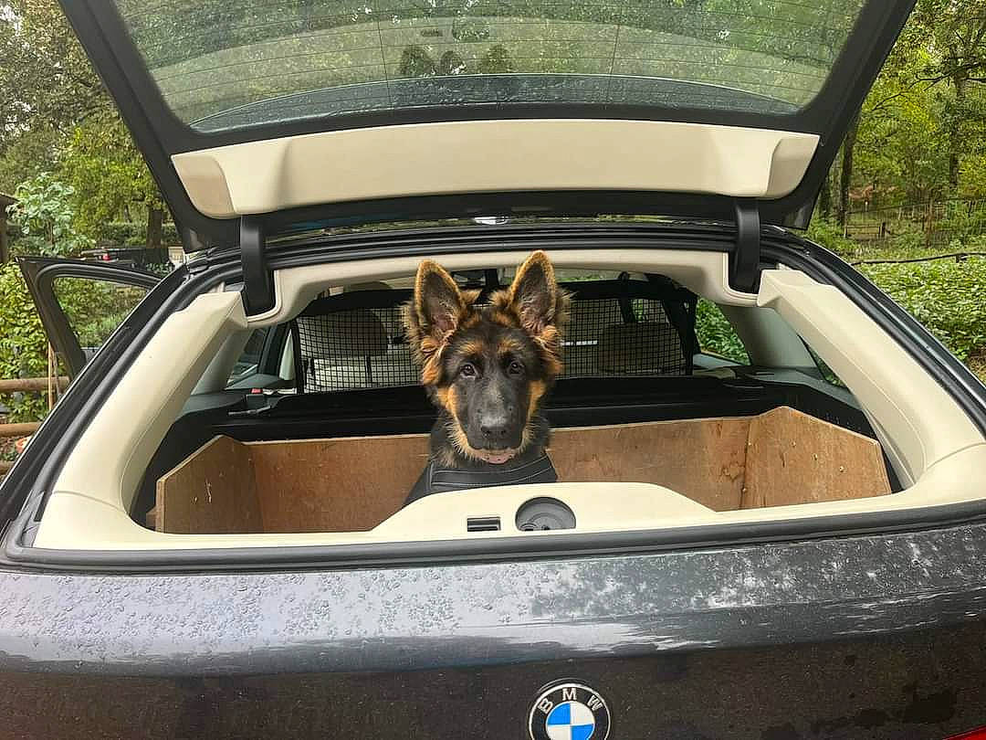 Unik a rejoint le concours — aidez-le/la à gagner de superbes lots ! automotive_exterior, automotive_lighting, automotive_mirror, bumper, car, car_seat_cover, carnivore, companion_dog, dog, dog_breed, hood, motor_vehicle, personal_luxury_car, plant, steering_wheel, tree, trunk, vehicle, vehicle_door, window