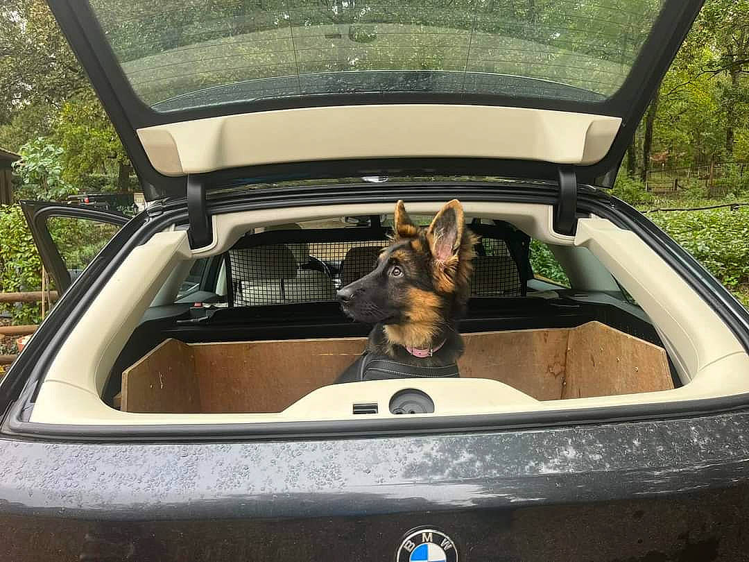 Unik participe au concours pour gagner de l'argent avec cette photo : auto_part, automotive_design, automotive_exterior, automotive_lighting, automotive_mirror, bumper, car, carnivore, companion_dog, dog, dog_breed, door_handle, hood, motor_vehicle, personal_luxury_car, plant, tints_and_shades, trunk, vehicle, vehicle_door