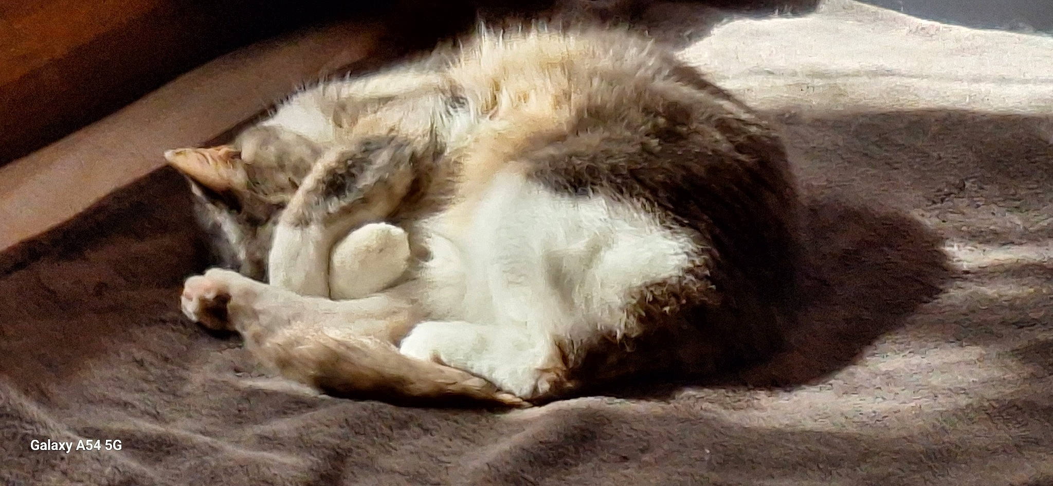 Poupette a rejoint le concours — aidez-le/la à gagner de superbes lots ! canidae, carnivore, cat, claw, cloud, comfort, dog_breed, domestic_short_haired_cat, felidae, fur, nap, paw, small_to_medium_sized_cats, sporting_group, tail, terrestrial_animal, whiskers, wildlife, wood