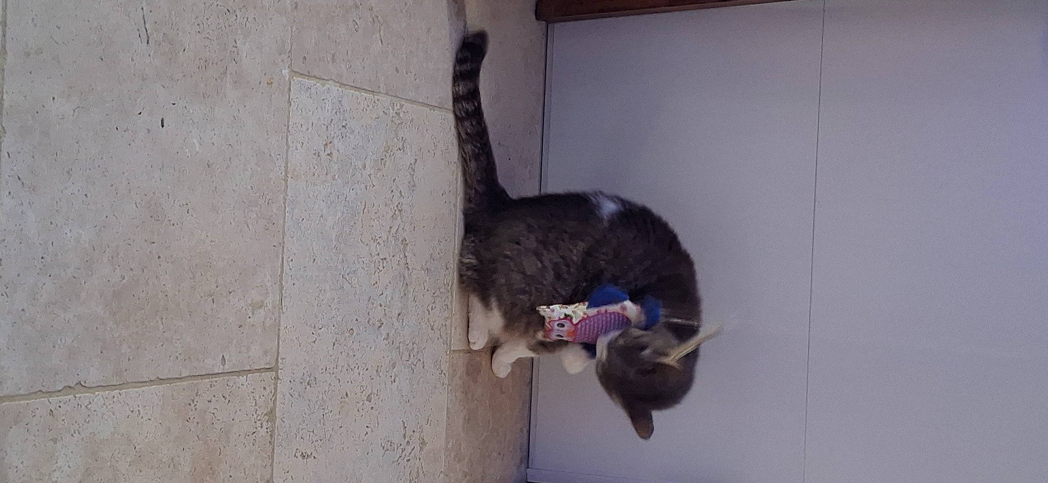 Poupette participe au concours pour gagner de l'argent avec cette photo : canidae, carnivore, cat, dog_breed, domestic_short_haired_cat, fawn, felidae, fur, gesture, small_to_medium_sized_cats, snout, sporting_group, tail, tree, whiskers