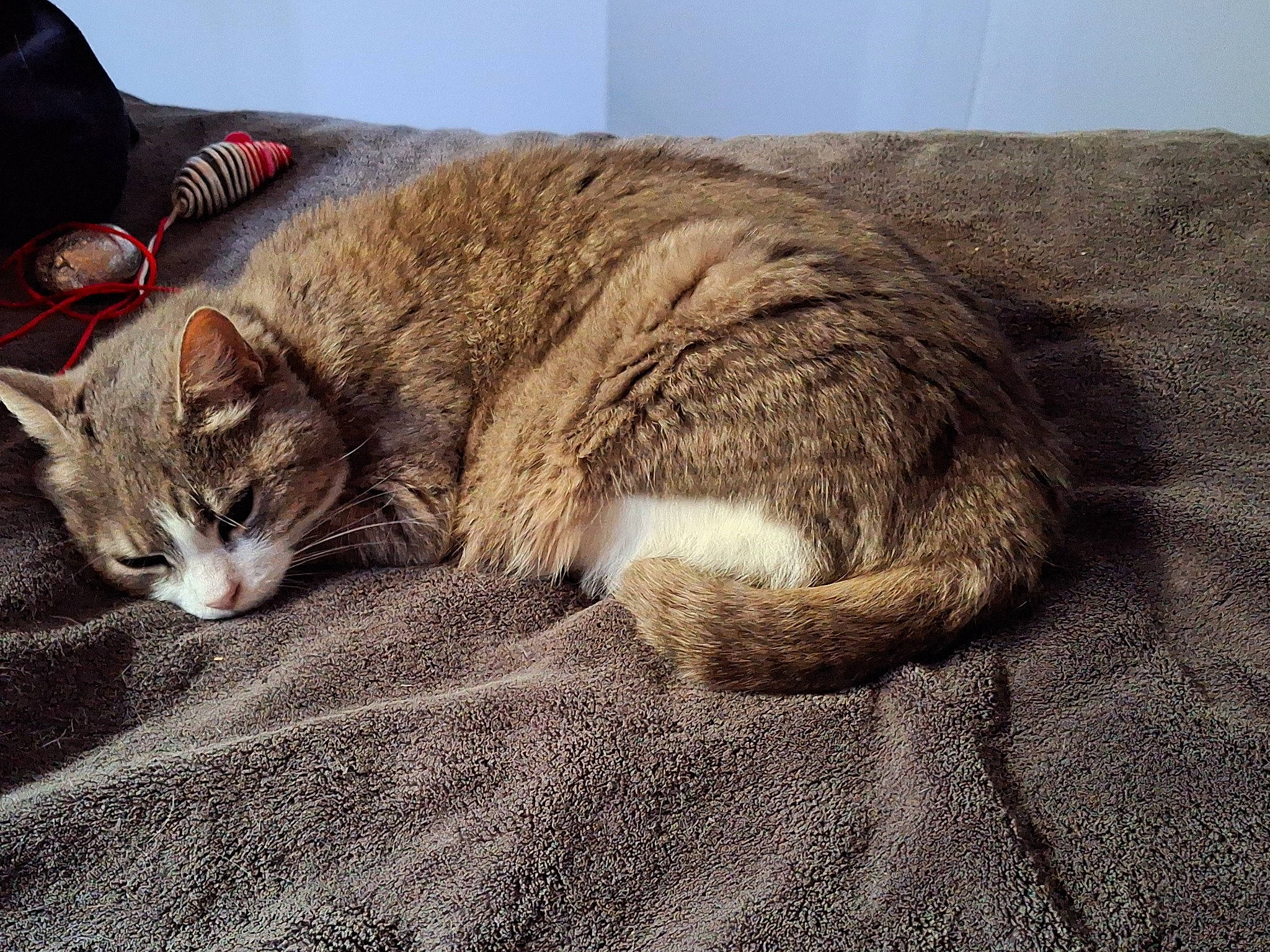 Poupette participe au concours pour gagner de l'argent avec cette photo : carnivore, cat, claw, comfort, domestic_short_haired_cat, fawn, felidae, fur, grey, linens, nap, paw, sitting, sleep, small_to_medium_sized_cats, snout, tail, terrestrial_animal, whiskers