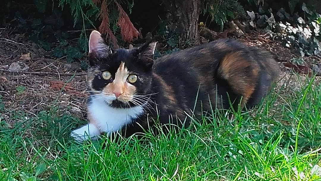 Melba a rejoint le concours — aidez-le/la à gagner de superbes lots ! carnivore, cat, domestic_short_haired_cat, felidae, fur, grass, groundcover, lawn, plant, small_to_medium_sized_cats, snout, tail, terrestrial_animal, tree, whiskers, wildlife