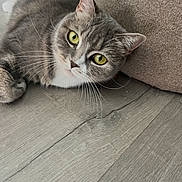 Sweety a rejoint le concours — aidez-le/la à gagner de superbes lots ! animal, cat, close_up, curious, cushion, cute, domestic_cat, floor, fur, gray_cat, indoor, lying_down, mammal, pet, portrait, relaxed, resting, whiskers, wooden_floor, yellow_eyes
