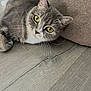animal, cat, close_up, curious, cushion, cute, domestic_cat, floor, fur, gray_cat, indoor, lying_down, mammal, pet, portrait, relaxed, resting, whiskers, wooden_floor, yellow_eyes