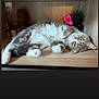 cat, gray_cat, white_fur, wooden_shelf, flower, pink_flower, plant, decor, wooden_sculpture, jar, indoor, pet, relaxed, lying_down, feline, cute, eyes, cozy, home, animal