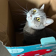Sweety participe au concours pour gagner de l'argent avec cette photo : cat, cardboard_box, yellow_eyes, whiskers, gray_fur, pet, indoor, curious, looking_up, mushroom_illustration, cartoon_cat, box_edge, floor, feline, animal, domestic_cat, cute, close_up, light_shadow, household