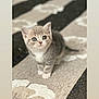 kitten, cat, pet, animal, cute, gray, white, blue_eyes, carpet, indoor, fur, small, young, curious, standing, adorable, mammal, whiskers, domestic, portrait