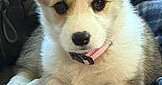 Piper Elaine joined the competition — help win amazing prizes! puppy, dog, corgi, young, pet, collar, ears, fur, cute, animal, indoors, blanket, resting, paw, face, expression, adorable, small, companion, domestic