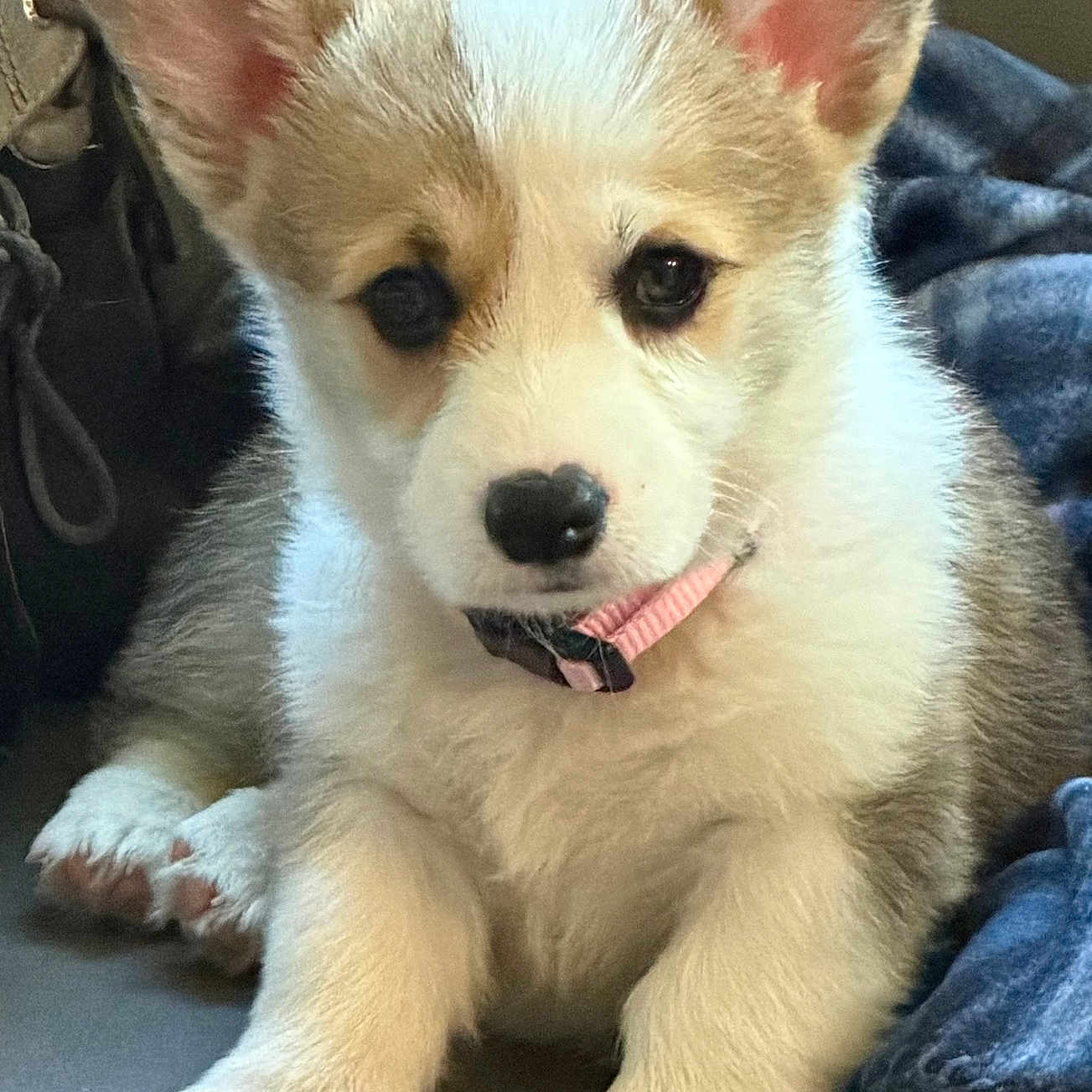 Piper Elaine joined the competition — help win amazing prizes! puppy, dog, corgi, young, pet, collar, ears, fur, cute, animal, indoors, blanket, resting, paw, face, expression, adorable, small, companion, domestic