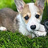 Piper Elaine joined the competition — help win amazing prizes! dog, puppy, corgi, grass, outdoor, close_up, animal, pet, cute, ears, fur, nature, young, mammal, lying_down, portrait, eyes, snout, adorable, greenery