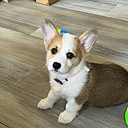 Piper Elaine is registered to the contest to win money with this photo: corgi, puppy, dog, pet, indoor, flooring, wooden_floor, toy, cardboard_box, collar, brown_fur, white_fur, ears, sitting, looking_up, young_animal, cute, domestic_animal, animal, companion