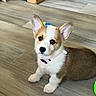 corgi, puppy, dog, pet, indoor, flooring, wooden_floor, toy, cardboard_box, collar, brown_fur, white_fur, ears, sitting, looking_up, young_animal, cute, domestic_animal, animal, companion