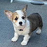 Piper Elaine joined the competition — help win amazing prizes! puppy, corgi, dog, pet, animal, cute, fluffy, ears, fur, white, brown, standing, looking_up, collar, outdoor, texture, floor, small, young, adorable