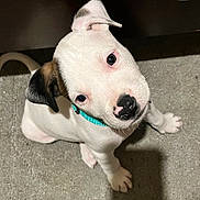 Lucky joined the competition — help win amazing prizes! adorable, animal, black_patch, canine, carpet, collar, cute, dog, domestic, ear_flop, floor, friendly, indoor, looking_up, pet, playful, puppy, small, white, young